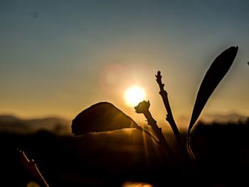 Close-up of silhouette plants against sky during sunset