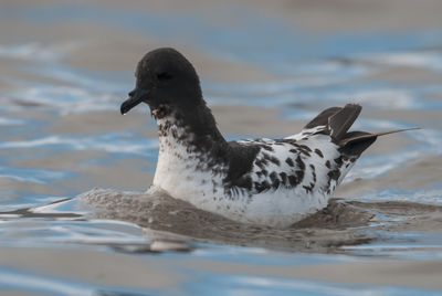 Close-up of duck swimming in lake