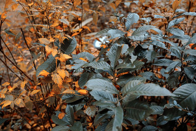 High angle view of maple leaves on tree