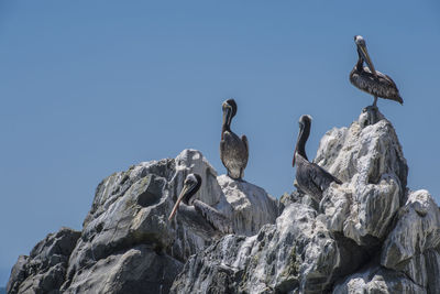Low angle view of pelican perching on rock against clear sky