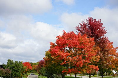 Low angle view of red flowering tree against sky