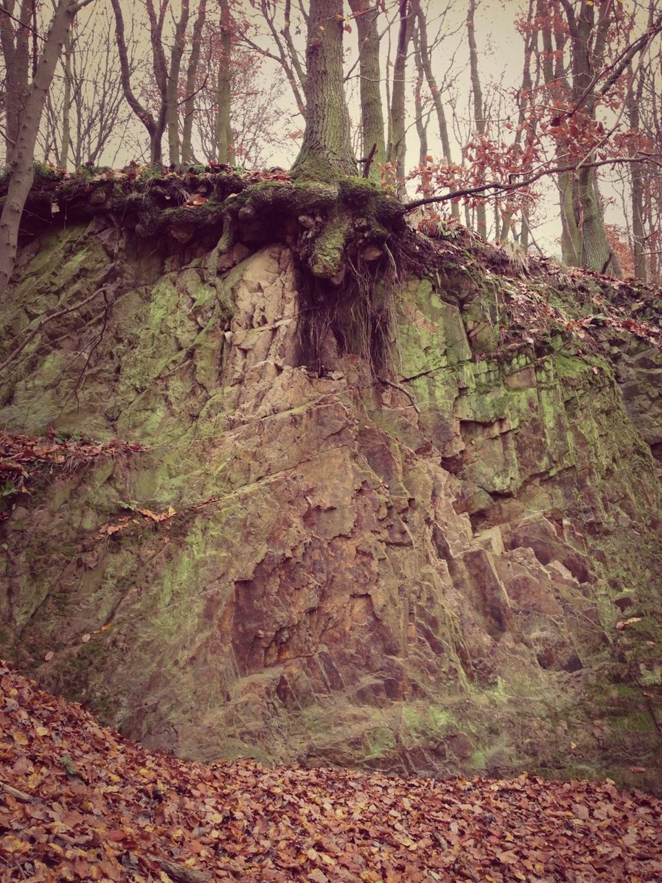 tree, rock - object, tranquility, nature, forest, growth, tranquil scene, rock formation, tree trunk, beauty in nature, branch, scenics, non-urban scene, plant, rock, day, landscape, outdoors, no people, moss