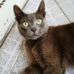 Close-up portrait of cat