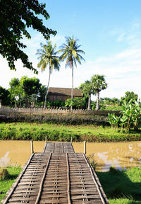 Coconut trees ,canal,and living in rural thailand.