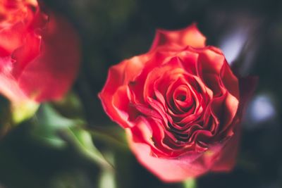 Close-up of red rose