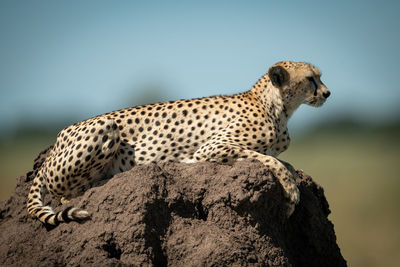 Full length of cheetah sitting on rock