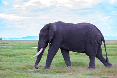 Full length of elephant in a field