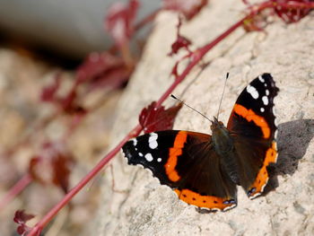 Close-up of butterfly perching on leaf