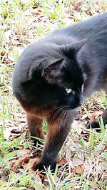 Close-up of black dog on field