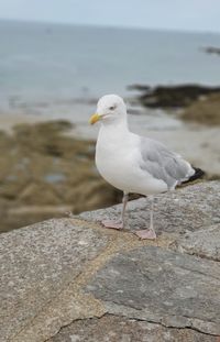 Seagull perching on rock