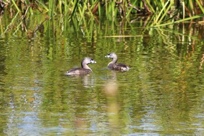 Ducks swimming in lake