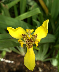 Close-up of yellow flowering plant