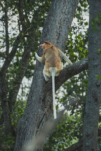 Low angle view of monkey on tree
