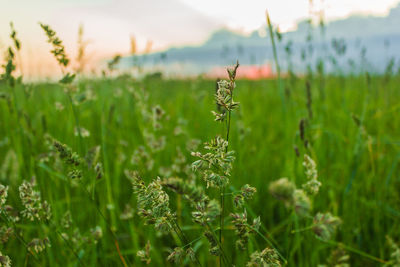 Close-up of plant on field