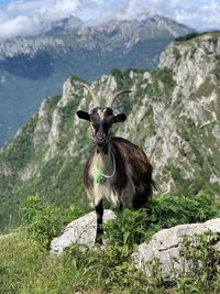 High angle view of a goat on rock