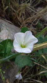 High angle view of white flower blooming outdoors