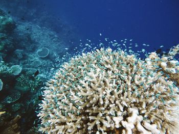 School of fish amidst reef in sea