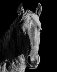 Close-up of horse against black background