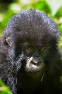 Close-up portrait of a monkey