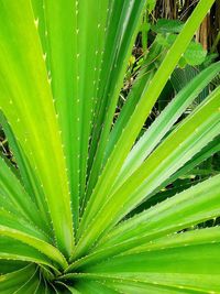 Full frame shot of green leaf