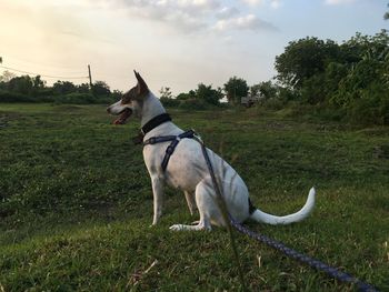 View of a dog looking away on field