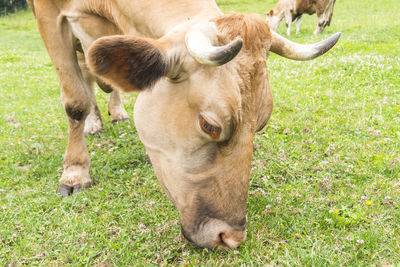 Close-up of cow on grassy field