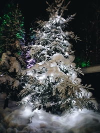 Illuminated christmas tree at night during winter