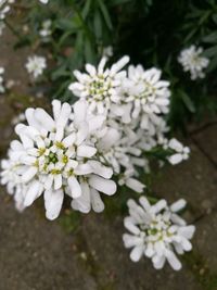 Close-up of white flowers blooming on tree