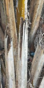 Close-up of icicles on tree trunk during winter