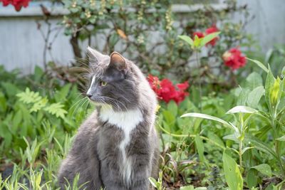 Cat looking away on plants