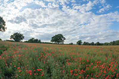 Scenic view of flowering trees on field against sky