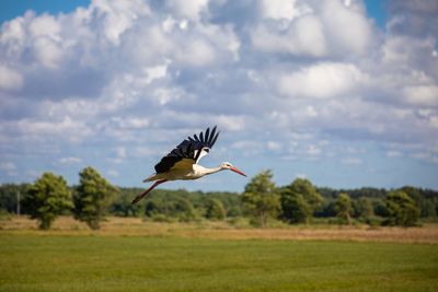 Bird flying over a field