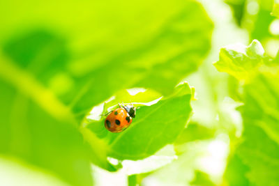 Close-up of ladybug on leaf