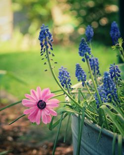 Close-up of purple flowering plant on field