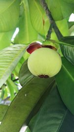 Close-up of lemon growing on plant