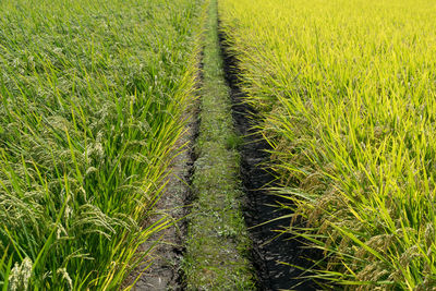 Scenic view of rice field