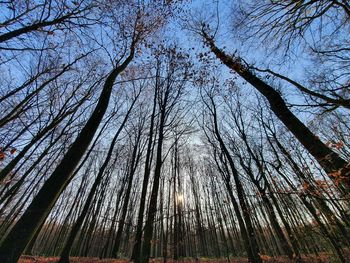 Low angle view of bare trees against sky