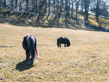 Horses in a field