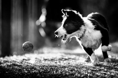 Dog playing with ball on land