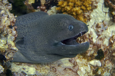 Close-up of fish swimming in sea