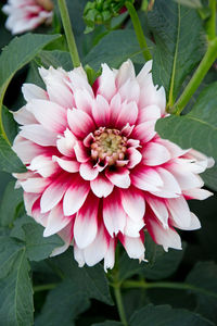 Close-up of pink dahlia flower