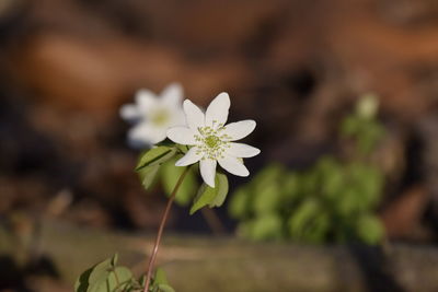 Close-up of white flowering plant