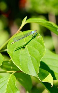 Close-up of insect on leaf