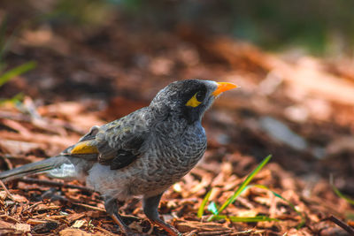 Close-up of bird perching outdoors