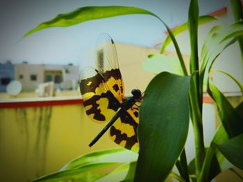 Close-up of butterfly on yellow flower