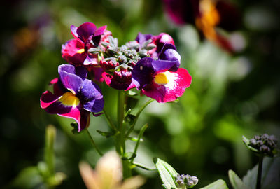 Close-up of pink flowering plant