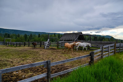 Horses in ranch against sky