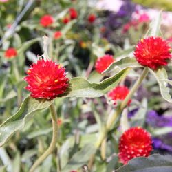 Close-up of red flowers blooming outdoors