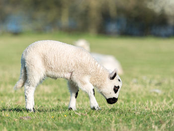 Sheep on field