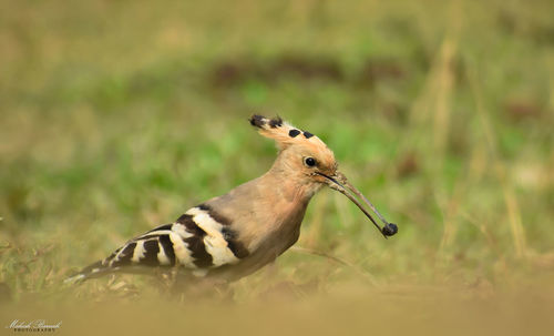 Close-up of a bird